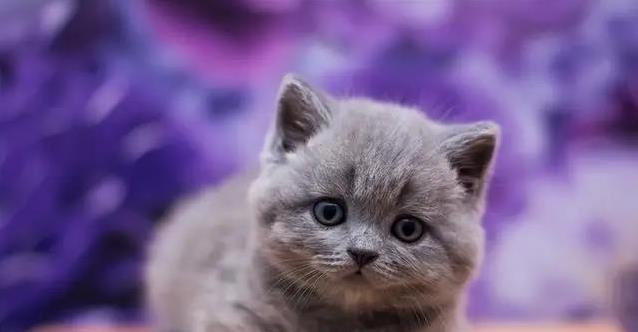 短腿猫为何寿命短?三大猫种健康隐患揭秘,养猫秘诀大公开