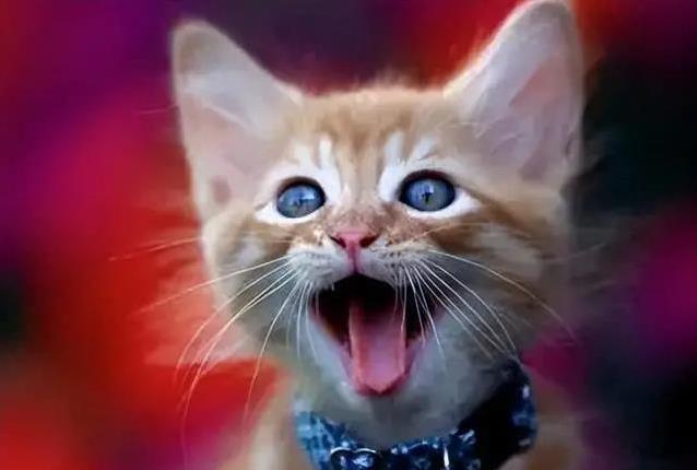 猫咪咕噜喵喵藏秘密,你家猫叫声有几种?