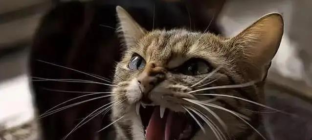 猫咪咕噜喵喵藏秘密,你家猫叫声有几种?