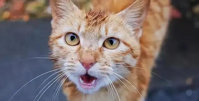 猫咪咕噜喵喵藏秘密,你家猫叫声有几种?