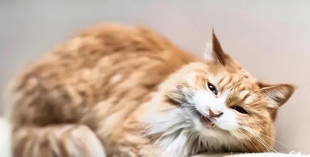 猫咪咕噜喵喵藏秘密,你家猫叫声有几种?