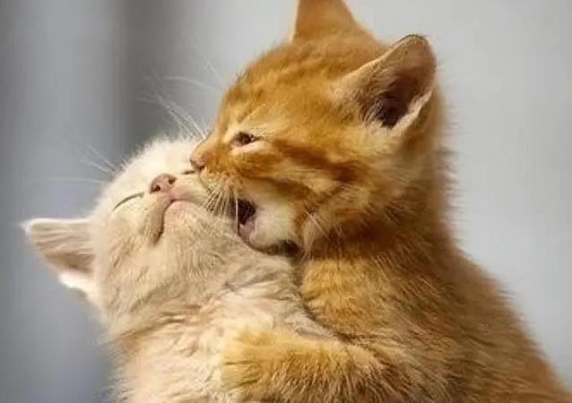 猫咪咕噜喵喵藏秘密,你家猫叫声有几种?