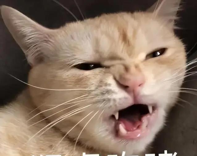 猫咪咕噜喵喵藏秘密,你家猫叫声有几种?