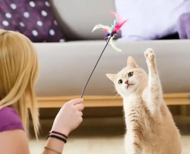 猫咪咕噜喵喵藏秘密,你家猫叫声有几种?