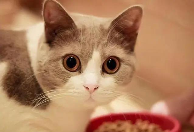 猫咪咕噜喵喵藏秘密,你家猫叫声有几种?