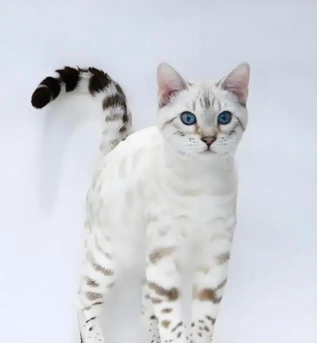 猫界也有鄙视链?揭秘猫咪高低排名,你家猫排第几?