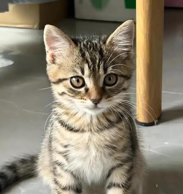 猫界也有鄙视链?揭秘猫咪高低排名,你家猫排第几?