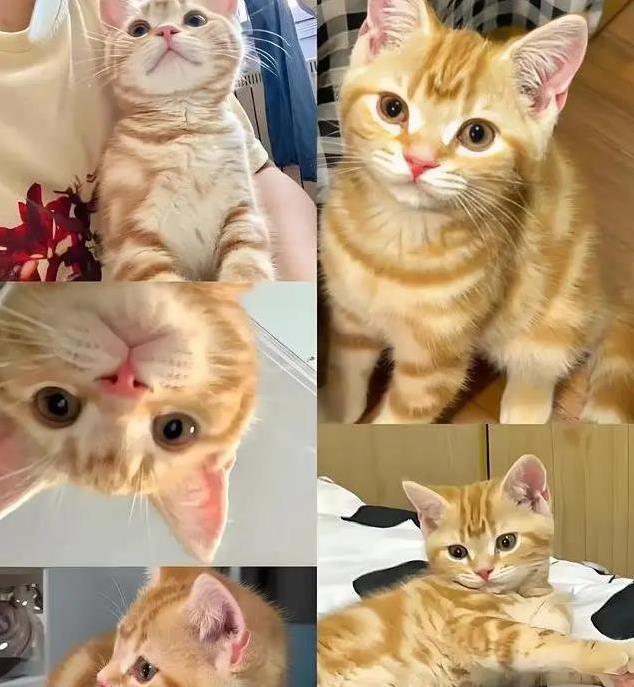 猫界也有鄙视链?揭秘猫咪高低排名,你家猫排第几?