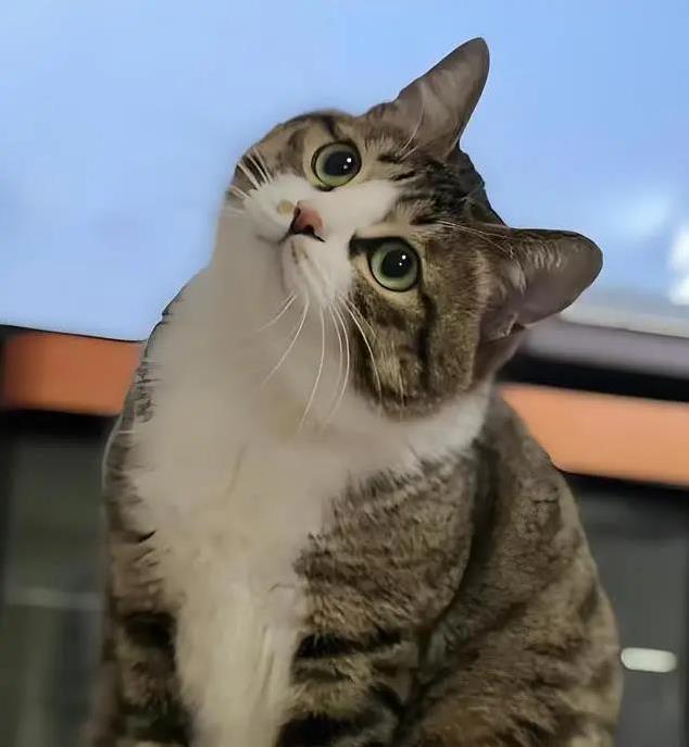 猫界也有鄙视链?揭秘猫咪高低排名,你家猫排第几?