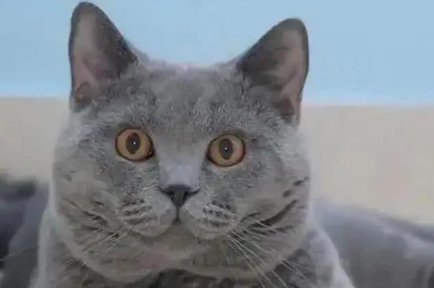 猫界也有鄙视链?揭秘猫咪高低排名,你家猫排第几?