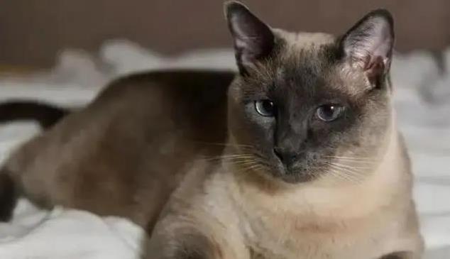 猫界也有鄙视链?揭秘猫咪高低排名,你家猫排第几?