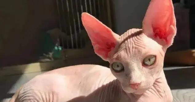 猫界也有鄙视链?揭秘猫咪高低排名,你家猫排第几?