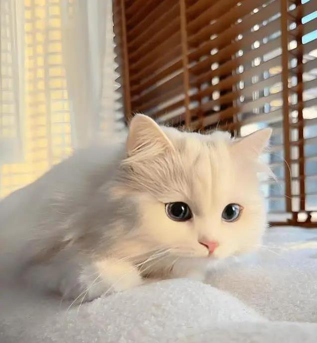 猫界也有鄙视链?揭秘猫咪高低排名,你家猫排第几?