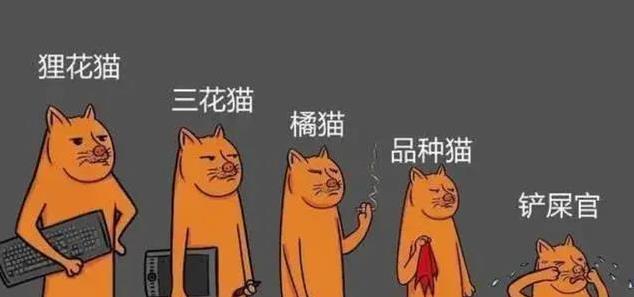 猫界也有鄙视链?揭秘猫咪高低排名,你家猫排第几?