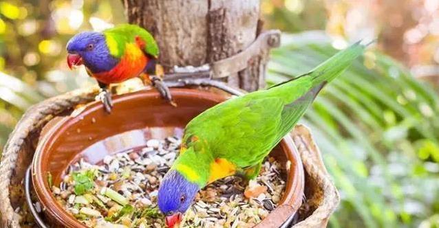鹦鹉爱吃零食却挑食？7天喂一次，健康又听话