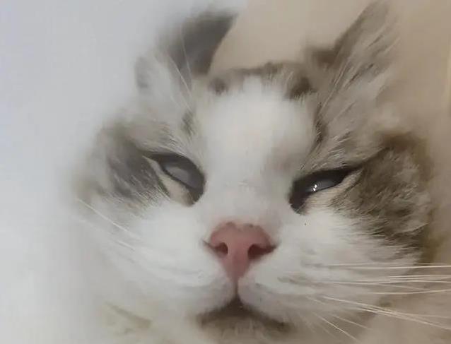 猫咪翻白眼藏秘密：正常反应还是生病信号，你家猫咪中招了吗？