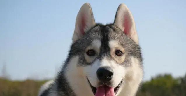 养只猫狗就知人品？态度暴露性格，靠谱全靠它！