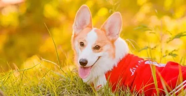 养只猫狗就知人品?态度暴露性格,靠谱全靠它!