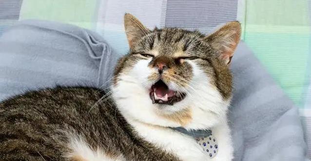 猫咪感冒5大信号你发现没？治不好是谣言，3招护猫健康