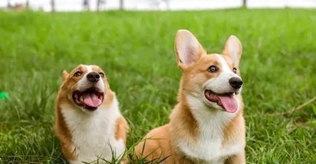 柯基乱拆家愁坏主人，3招训练变乖巧，健康秘诀全揭秘