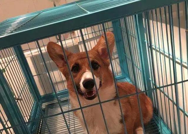 柯基乱拆家愁坏主人,3招训练变乖巧,健康秘诀全揭秘