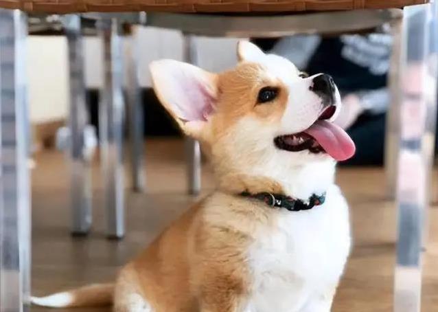 柯基乱拆家愁坏主人,3招训练变乖巧,健康秘诀全揭秘