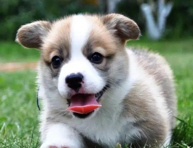 柯基乱拆家愁坏主人,3招训练变乖巧,健康秘诀全揭秘