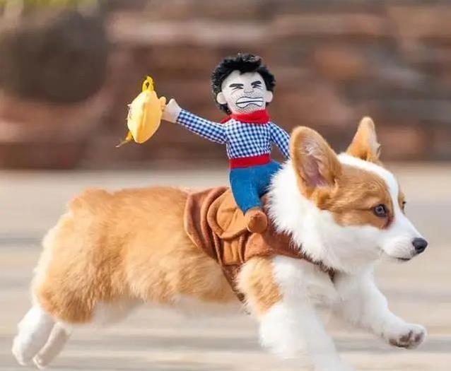 柯基乱拆家愁坏主人,3招训练变乖巧,健康秘诀全揭秘