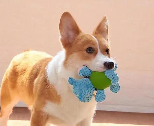 柯基乱拆家愁坏主人,3招训练变乖巧,健康秘诀全揭秘