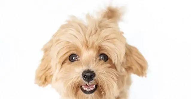 狗狗一瘸一拐急坏主人，背后原因五花八门，治好要多久？