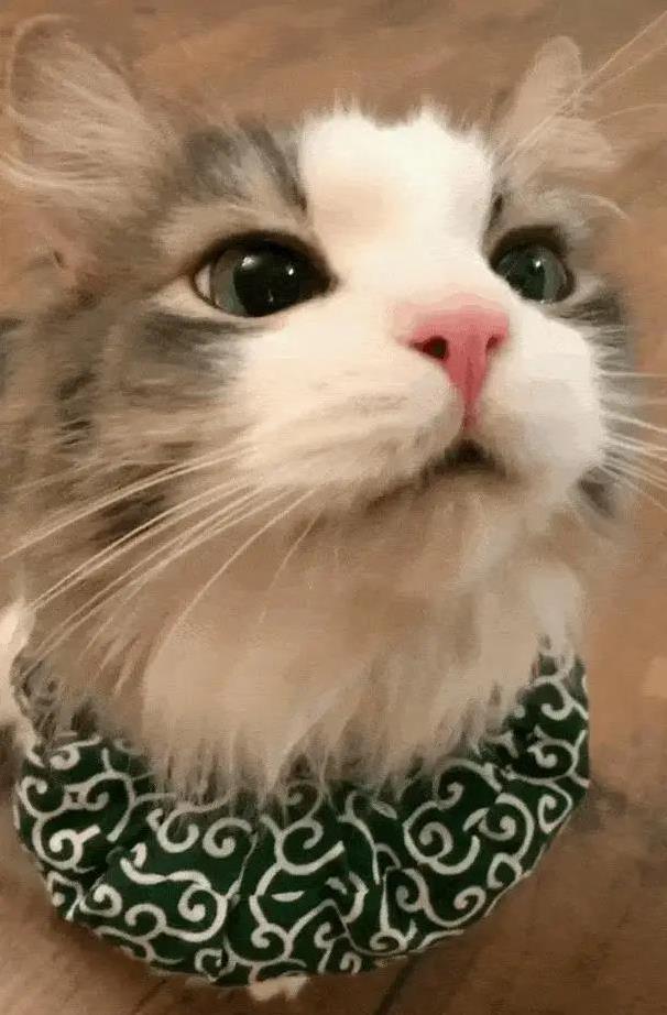 养猫后生活大变样,7个习惯让你秒变猫奴,你中了几个?