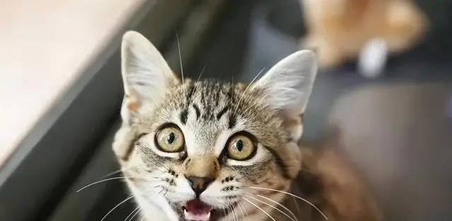 养猫后生活大变样,7个习惯让你秒变猫奴,你中了几个?