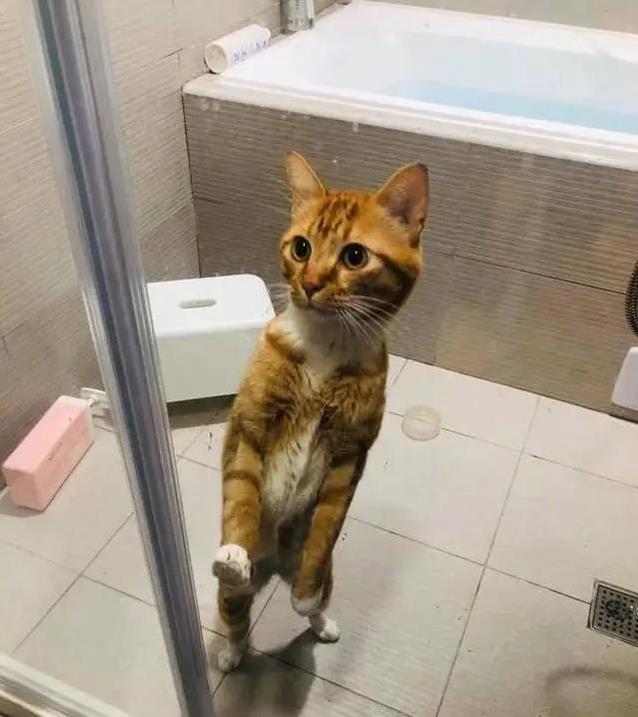 养猫后生活大变样,7个习惯让你秒变猫奴,你中了几个?