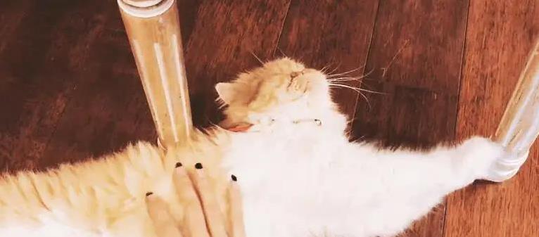 养猫后生活大变样,7个习惯让你秒变猫奴,你中了几个?