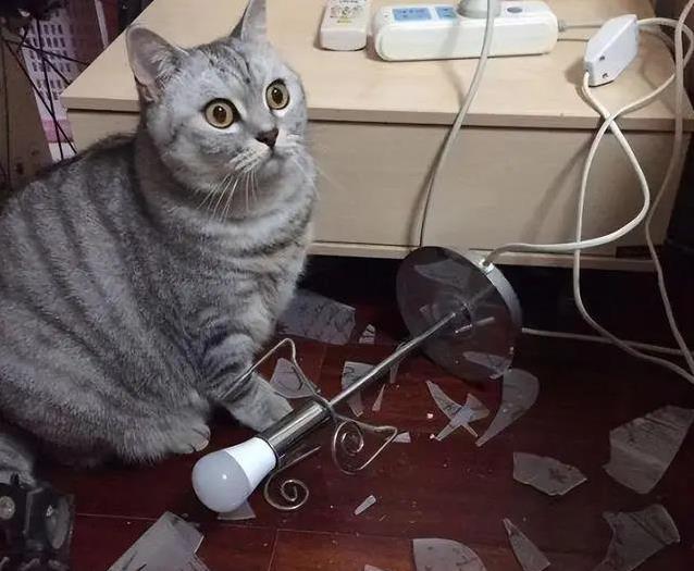 养猫后生活大变样,7个习惯让你秒变猫奴,你中了几个?