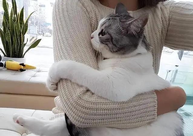 养猫后生活大变样,7个习惯让你秒变猫奴,你中了几个?