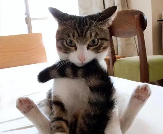 猫咪再亲你也要小心，这7件事不做，它会偷偷记恨你！