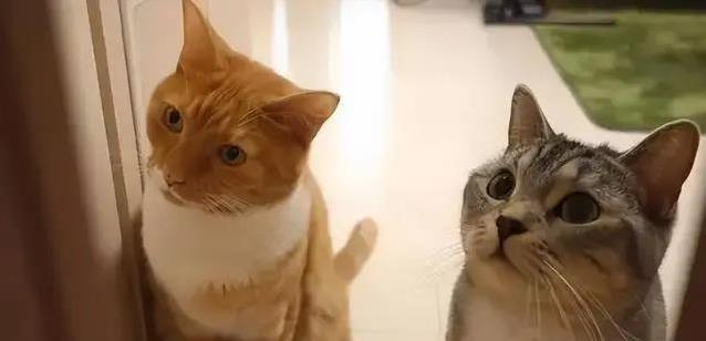 猫咪再亲你也要小心,这7件事不做,它会偷偷记恨你!