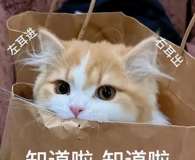 猫咪再亲你也要小心,这7件事不做,它会偷偷记恨你!