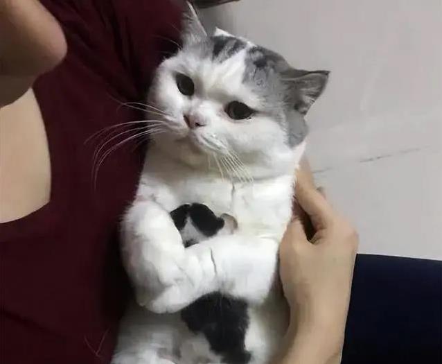 猫咪再亲你也要小心,这7件事不做,它会偷偷记恨你!