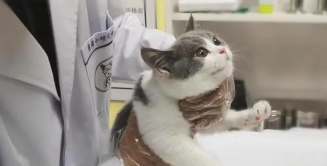 猫咪活到20岁秘诀曝光！简单几招让它陪你更久？