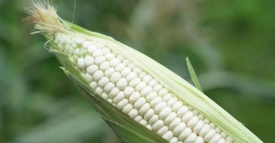 煮玉米扒皮是习惯,味道却总不尽如人意,你敢信带皮煮最好吃吗?