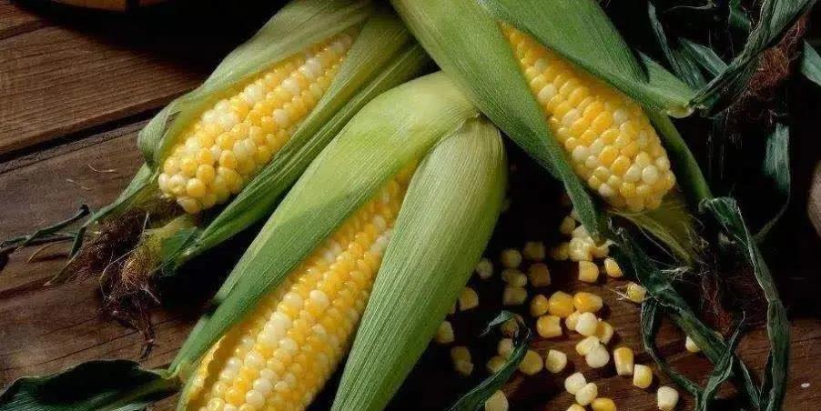 煮玉米扒皮是习惯,味道却总不尽如人意,你敢信带皮煮最好吃吗?
