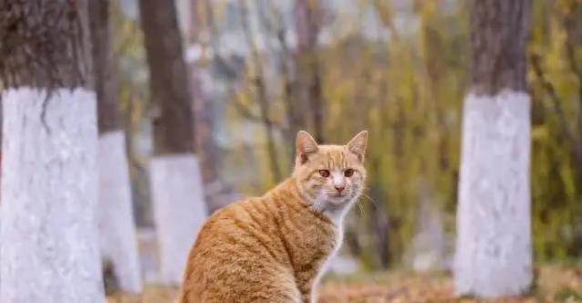 小橘猫陪我长大,十二年后失踪,我学会了用心养猫