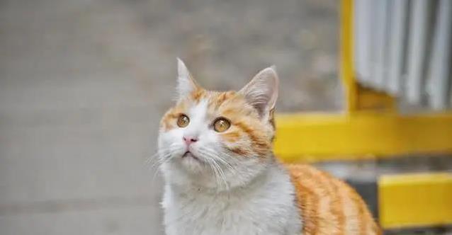 小橘猫陪我长大,十二年后失踪,我学会了用心养猫