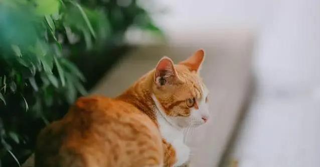 小橘猫陪我长大,十二年后失踪,我学会了用心养猫