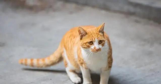 小橘猫陪我长大,十二年后失踪,我学会了用心养猫