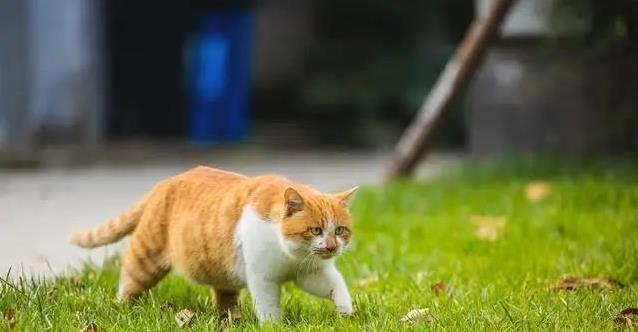 小橘猫陪我长大,十二年后失踪,我学会了用心养猫