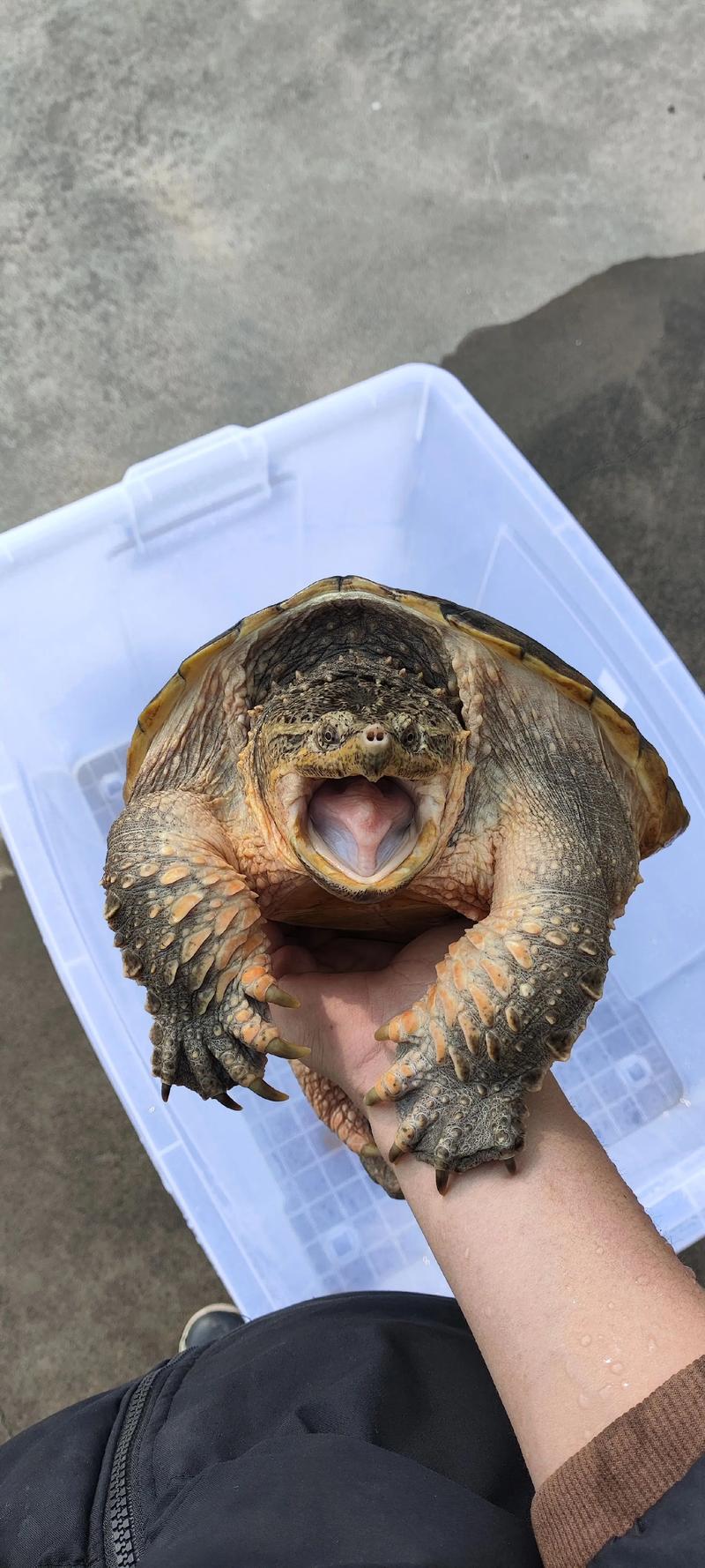 北美鳄龟背甲什么样？北美鳄龟甲型有几种