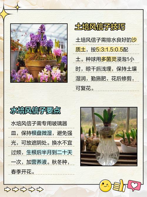 风信子养护注意事项?风信子养护注意事项和方法